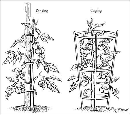 Cómo cultivar tomates