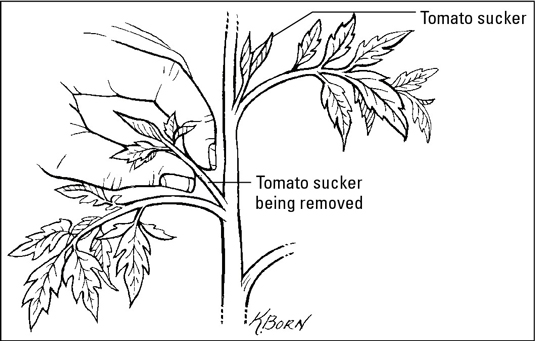 Cómo cultivar tomates