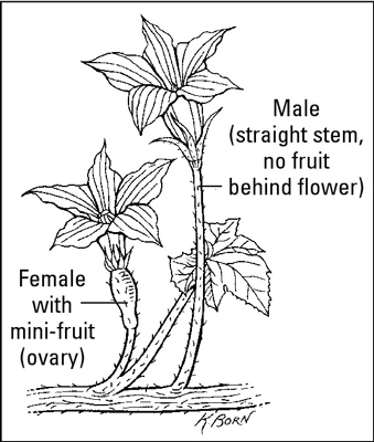 Cómo cultivar hortalizas enredaderas