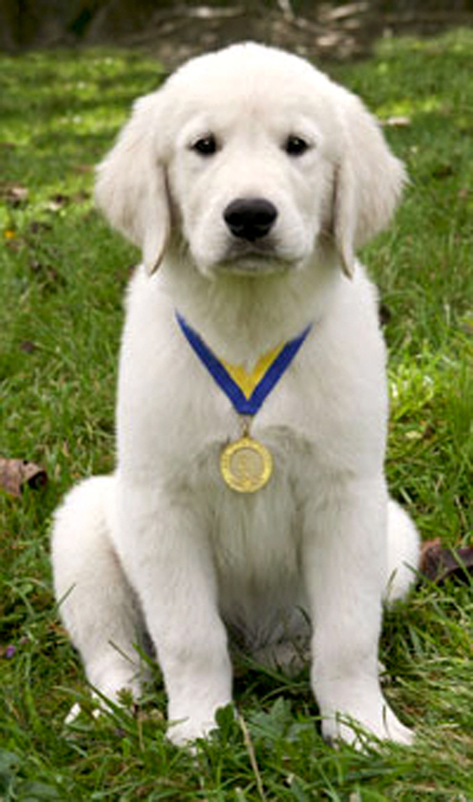 Una colección de imágenes de Canine Good Citizen Test In A Day For aFamilyToday
