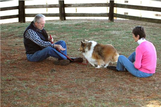 Una colección de imágenes de Canine Good Citizen Test In A Day For aFamilyToday
