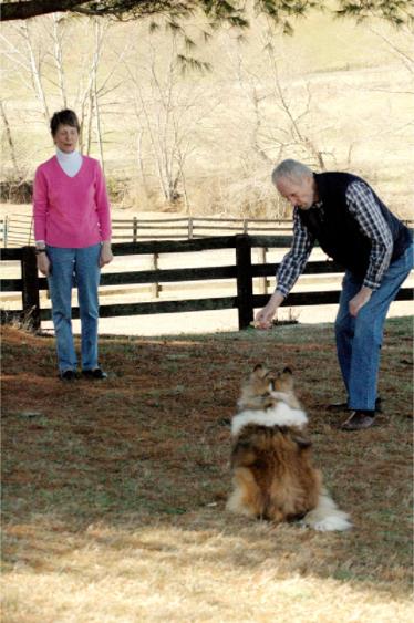 Una colección de imágenes de Canine Good Citizen Test In A Day For aFamilyToday