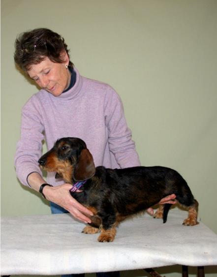 Una colección de imágenes de Canine Good Citizen Test In A Day For aFamilyToday