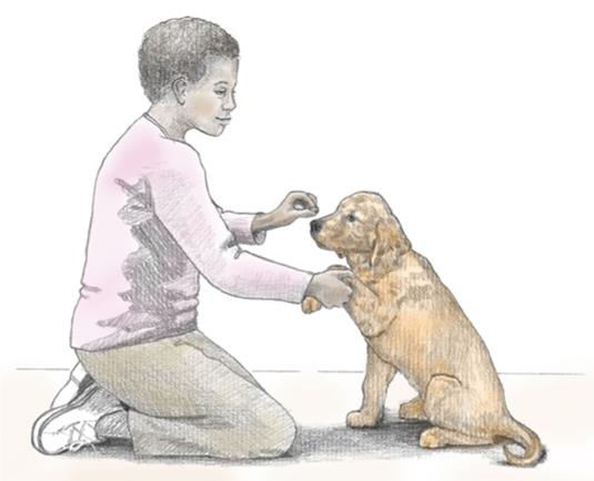 Una colección de imágenes de Canine Good Citizen Test In A Day For aFamilyToday