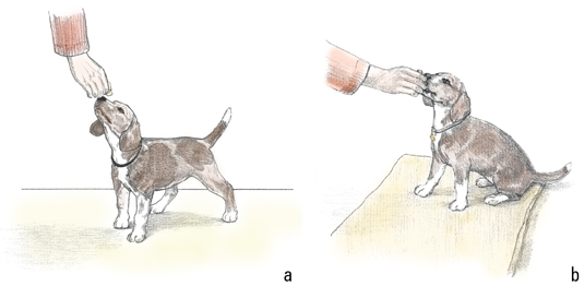 Una colección de imágenes de Canine Good Citizen Test In A Day For aFamilyToday