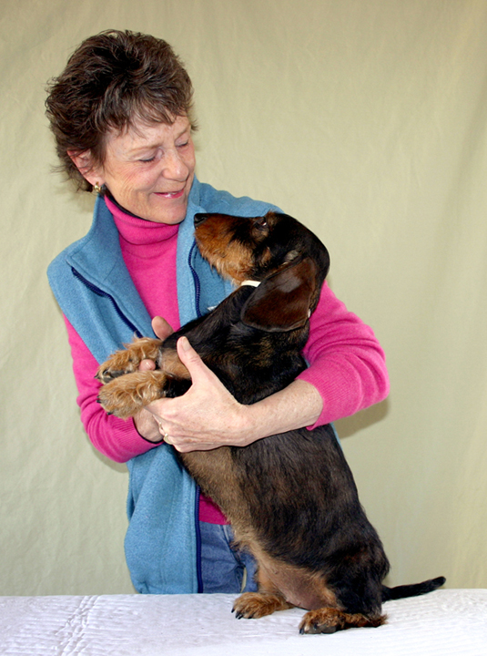 Una colección de imágenes de Canine Good Citizen Test In A Day For aFamilyToday