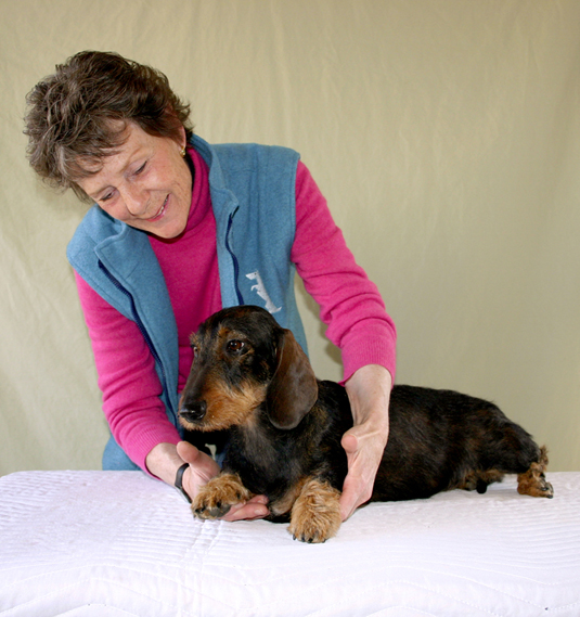 Una colección de imágenes de Canine Good Citizen Test In A Day For aFamilyToday