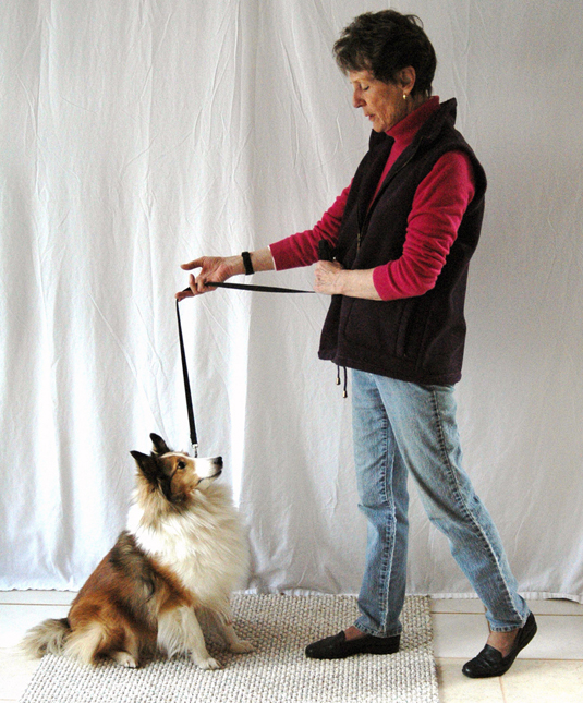 Una colección de imágenes de Canine Good Citizen Test In A Day For aFamilyToday