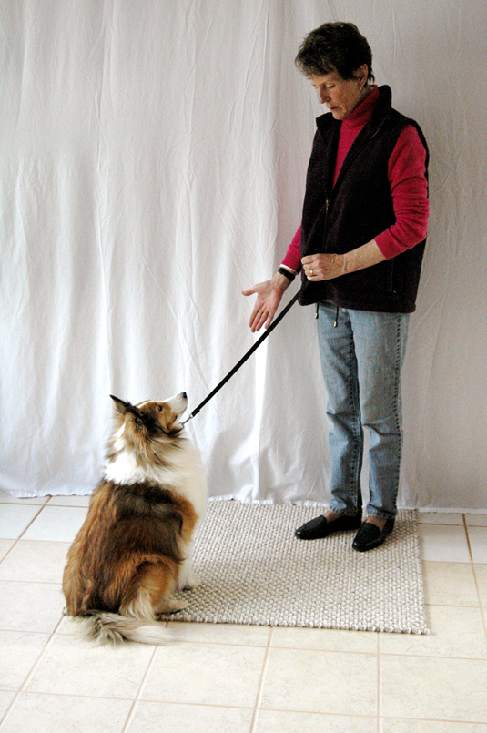 Una colección de imágenes de Canine Good Citizen Test In A Day For aFamilyToday