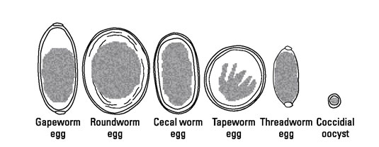 Coccidiosis en pollos