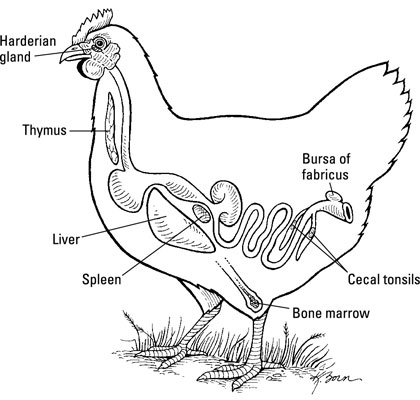 Los órganos del sistema inmunológico de un pollo