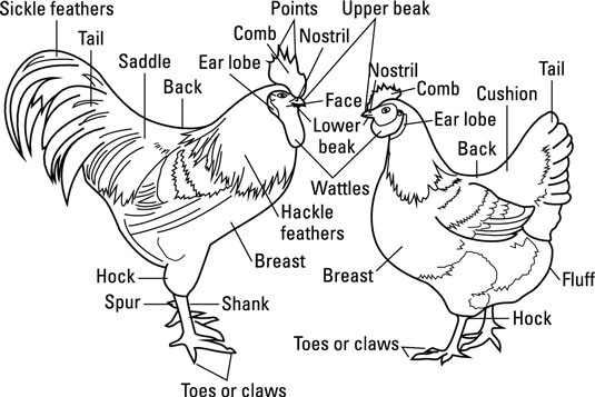 El exterior del pollo: ojos, orejas, piel y plumas