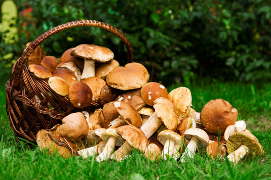 10 alimentos a base de plantas que aumentan su inmunidad
